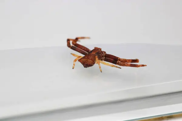 xysticus croceus örümcek makro fotoğrafı