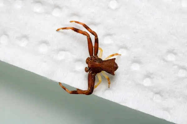 xysticus croceus örümcek makro fotoğrafı