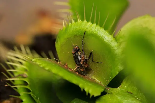 Dionaea muscipula sinek tuzağı bitkisi