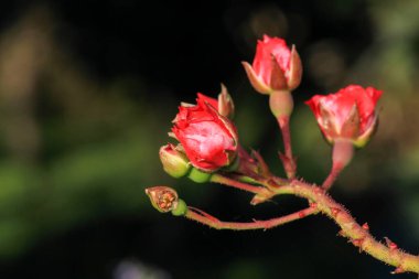 kırmızı gül çiçeği makro fotoğraf