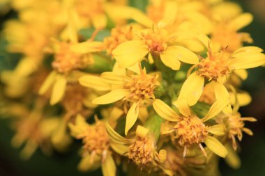 Sarı hiperikum erektum çiçek makro fotoğraf