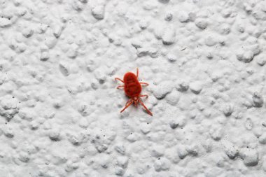 Trombicula autumnalis böcek makro fotoğraf