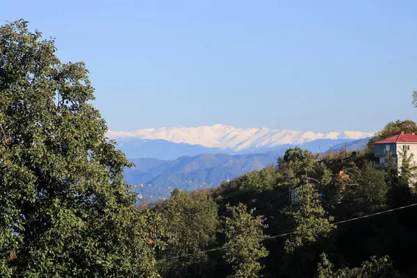 Yeşil ağaçlar orman manzarası fotoğrafı