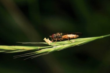 Dönen karasineğin makro fotoğrafı