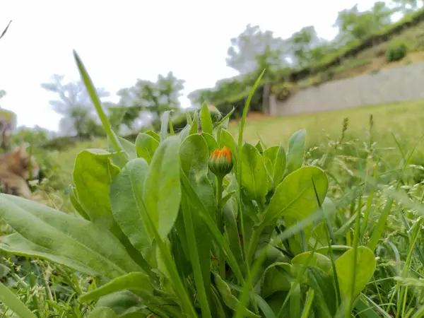 Kasımpatı indium sarı çiçek macr