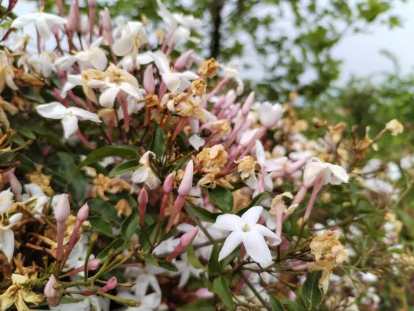 Doğal biber çiçekli makro fotoğraf.