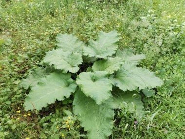 Daha büyük titreyen ot bitkisi makro fotoğrafı