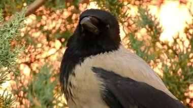 doğal çam ağacı videosundaki siyah karga