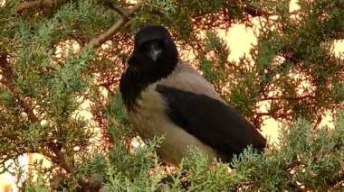 doğal çam ağacı videosundaki siyah karga