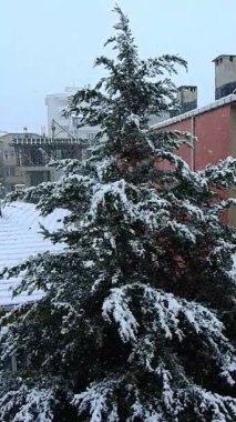Doğal çam ağacı kar yağışı