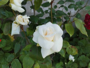 beyaz gül çiçekli makro fotoğraf