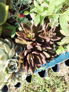 Lezzetli bu çiçek makro fotoğrafını açar.