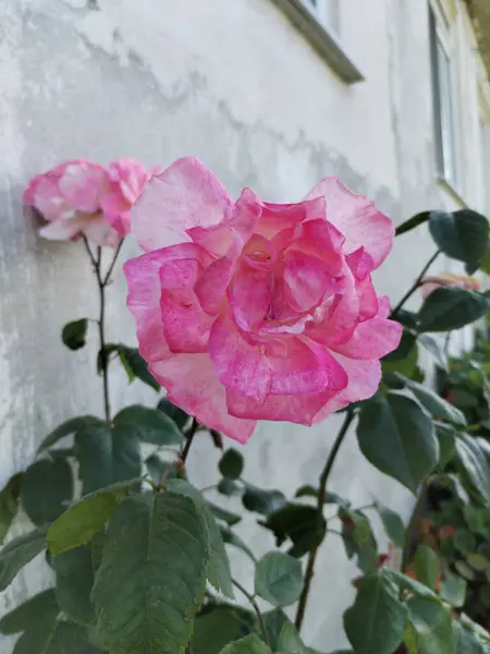 pembe gül çiçekli makro fotoğraf