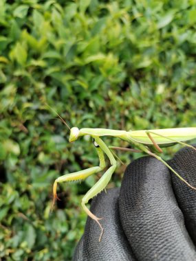 yeşil peygamberdevesi makro fotoğrafı