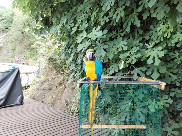 yeşil sarı papağan resmi