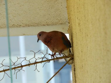 Avrasya yakalı güvercin kuş resmi