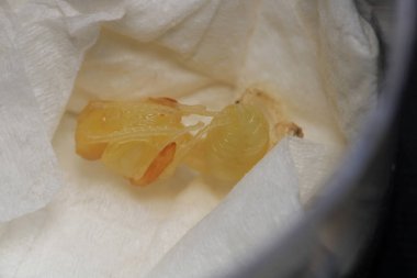 Çömlekçi eşek arısı çömleği larvası.