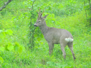 Ormanda vahşi geyik fotoğrafı