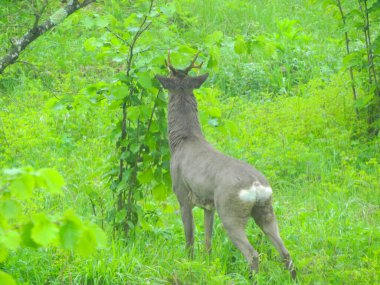 Ormanda vahşi geyik fotoğrafı