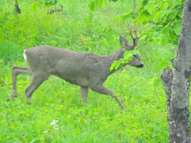 Ormanda vahşi geyik fotoğrafı