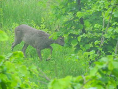 Ormanda vahşi geyik fotoğrafı