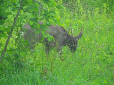 Ormanda vahşi geyik fotoğrafı