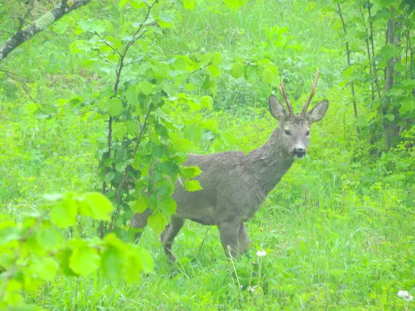 Ormanda vahşi geyik fotoğrafı