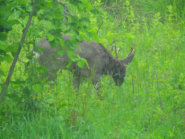 Ormanda vahşi geyik fotoğrafı