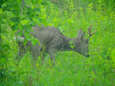 Ormanda vahşi geyik fotoğrafı