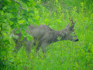 Ormanda vahşi geyik fotoğrafı