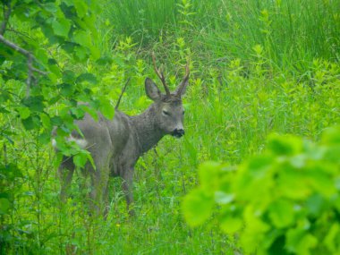 Ormanda vahşi geyik fotoğrafı