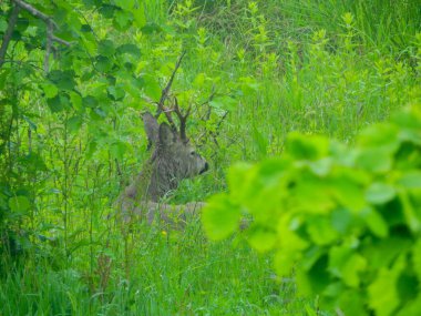 Ormanda vahşi geyik fotoğrafı