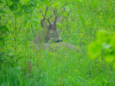 Ormanda vahşi geyik fotoğrafı