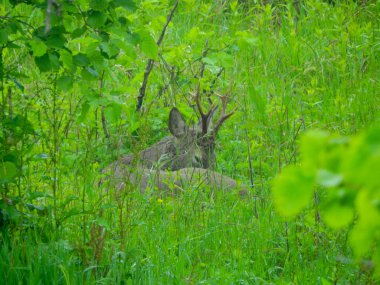 Ormanda vahşi geyik fotoğrafı