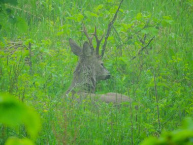 Ormanda vahşi geyik fotoğrafı