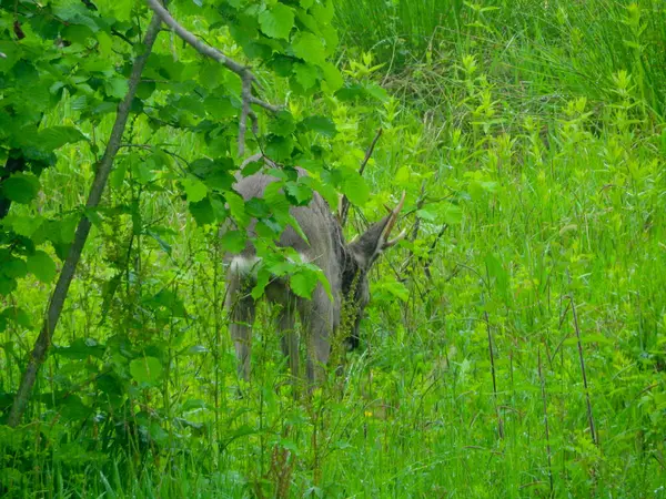 Ormanda vahşi geyik fotoğrafı