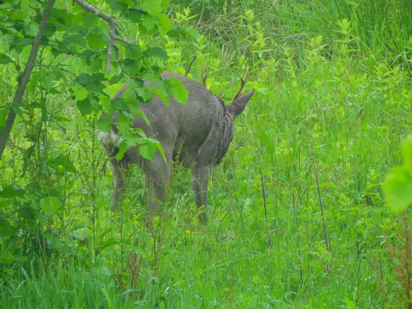Ormanda vahşi geyik fotoğrafı
