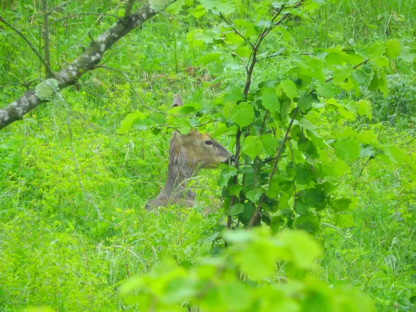 Ormanda vahşi geyik fotoğrafı