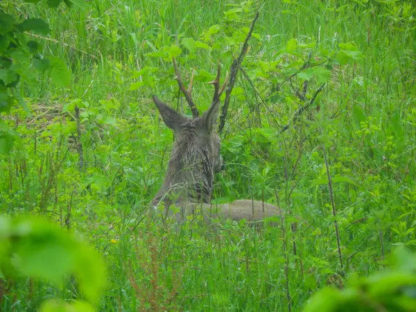 Ormanda vahşi geyik fotoğrafı