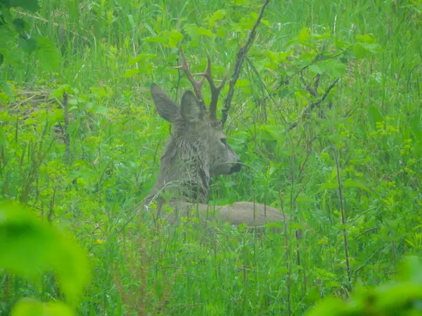 Ormanda vahşi geyik fotoğrafı