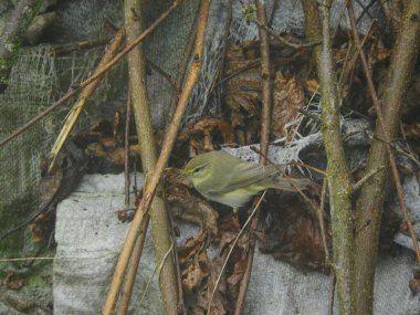 Doğal filloskopus collybita kuş fotoğrafı.