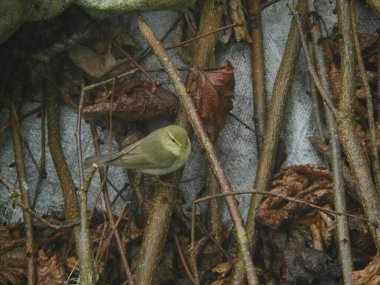 Doğal filloskopus collybita kuş fotoğrafı.