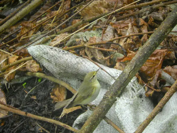 Doğal filloskopus collybita kuş fotoğrafı.