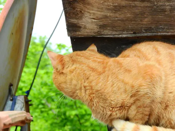 Küçük mavi gözlü kedi yavrusu fotoğrafı.