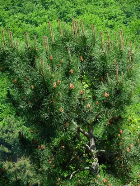 Doğal yeşil çay bahçesi fotoğrafı.