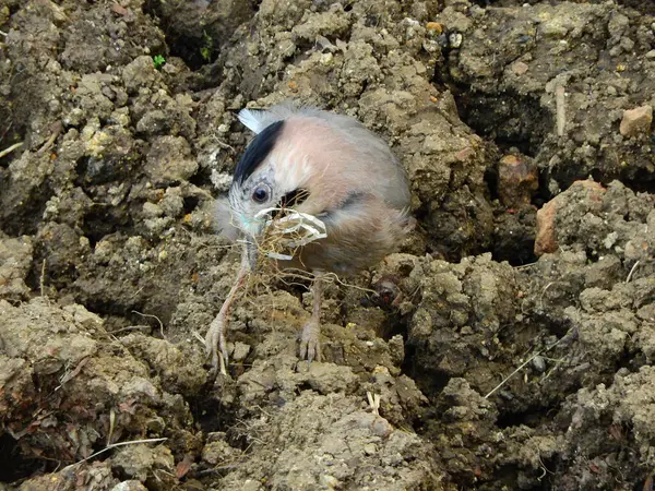 Jay Garrulus glandarius ağaç dalındaki kuş