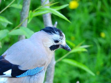 Jay Garrulus glandarius ağaç dalındaki kuş