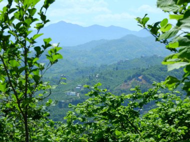 Tepedeki yeşil çay tarlası