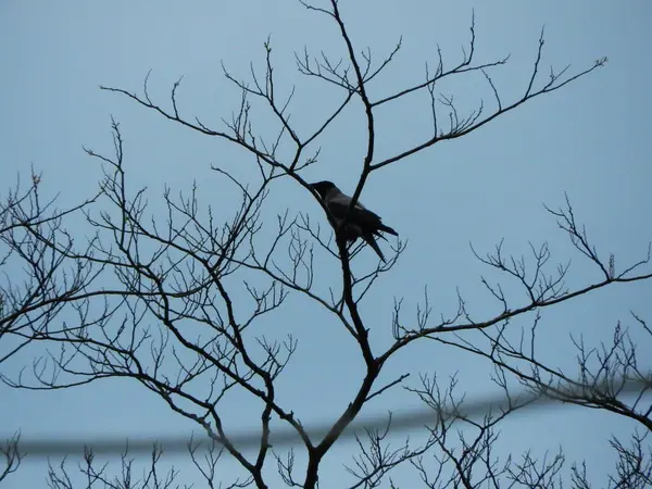 Gökteki ağaç dallarının silueti