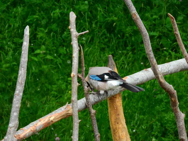 Jay Garrulus glandarius ağaç dalındaki kuş